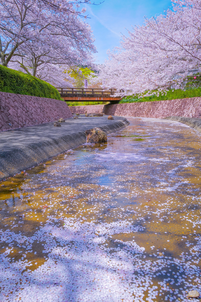 桜の季節