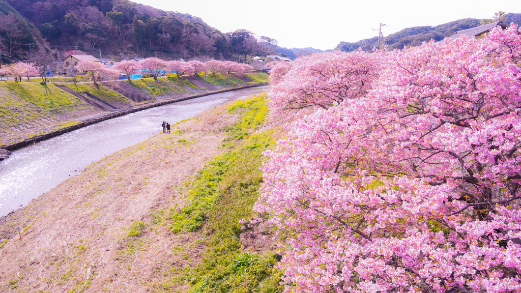 伊豆の河津桜