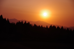 春の夕日と針葉樹