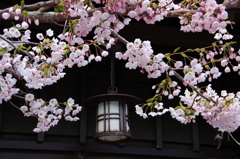 やっと桜上陸