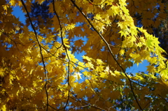 青空と紅葉