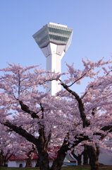 タワーと桜