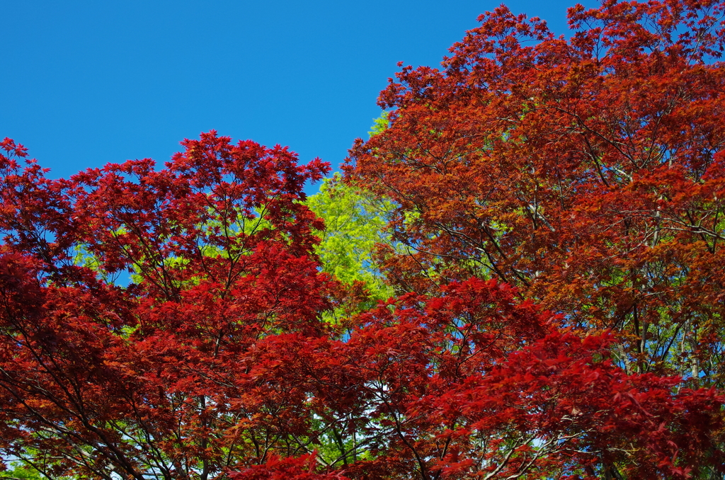 深紅と新緑