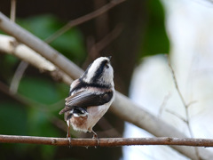 細かすぎて伝わらない⑩