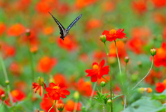 やって来ましたやって来ました