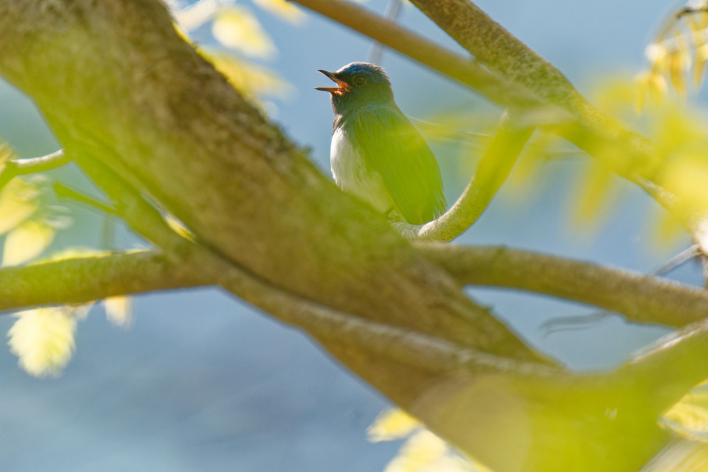 夏鳥3