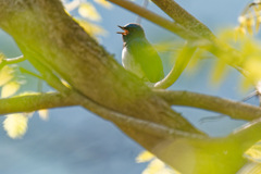 夏鳥3