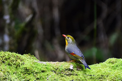 鳥枯れの夏の過ごし方④