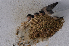 ツバメ達②
