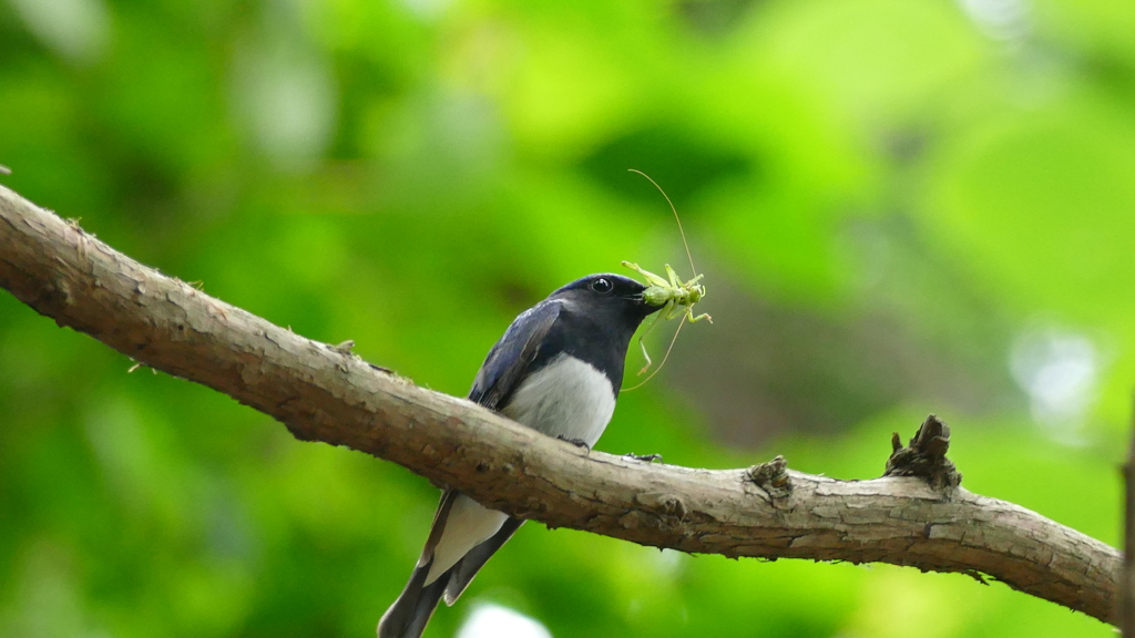 子育て中のオオルリ③