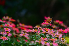 花と同化してますね