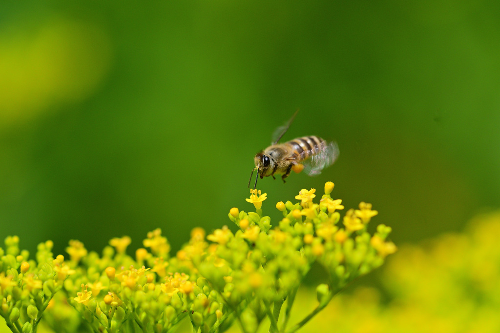 人気店オミナエシ食堂⑧