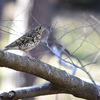 木に止まるはフウテンの