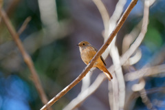 鳥②