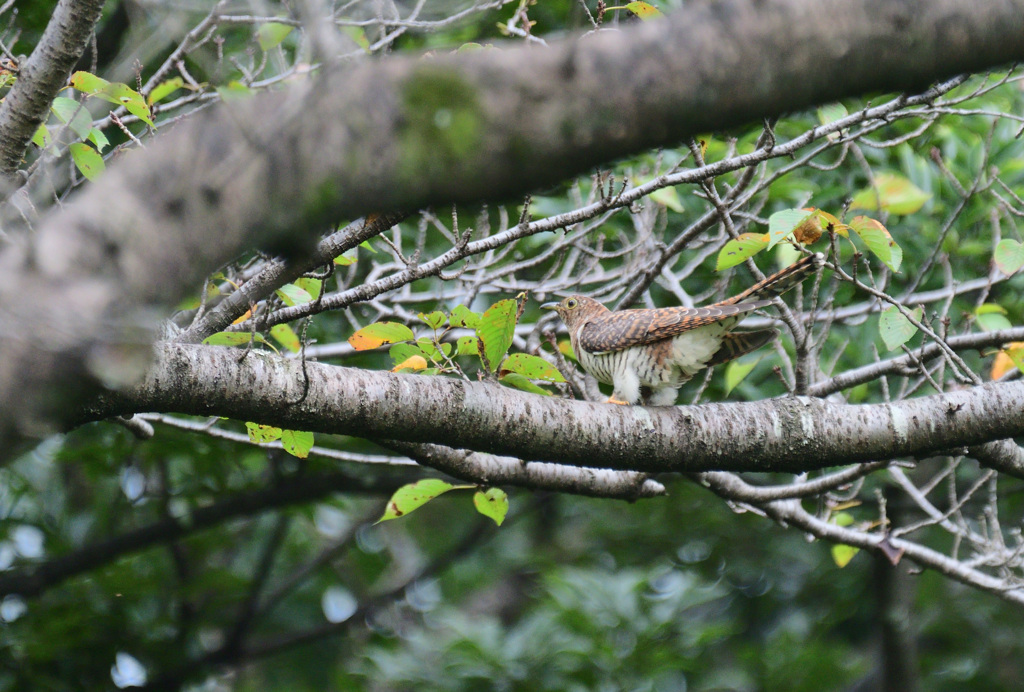 もふもふの足かわいいな