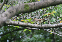 もふもふの足かわいいな