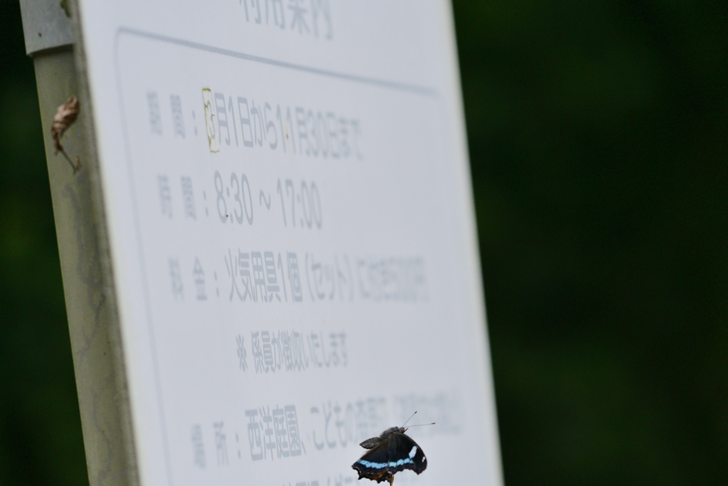 公園の看板娘？