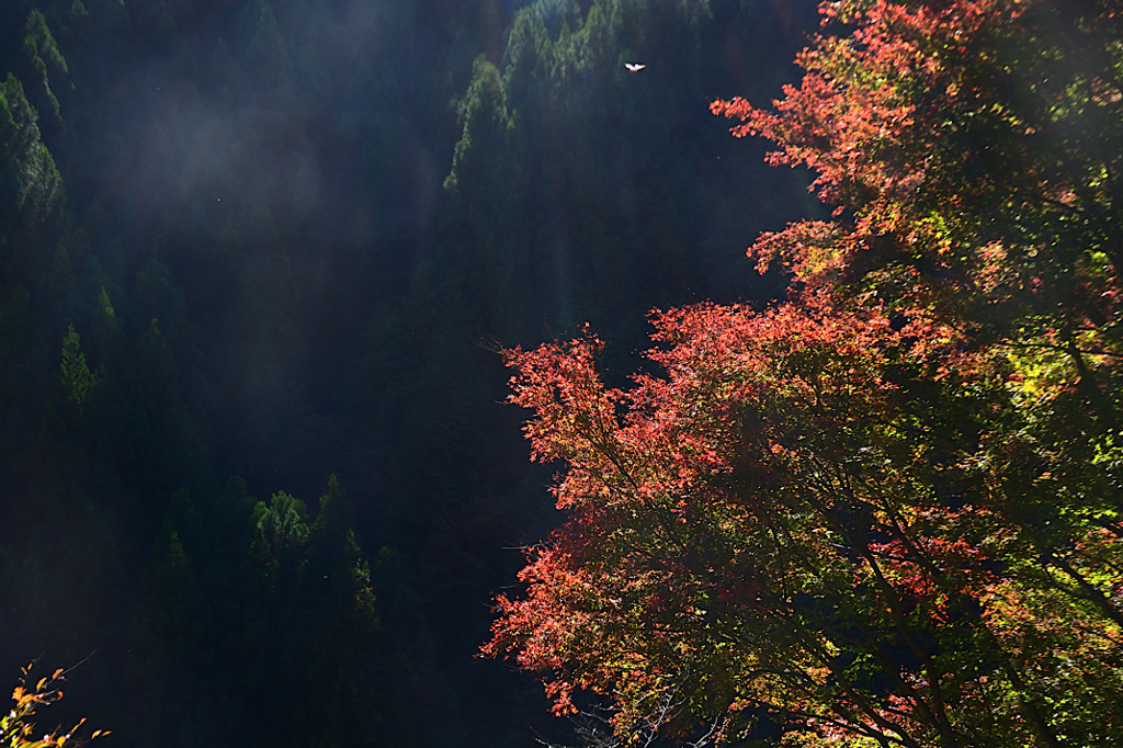 鳥の撮れ高ゼロ②