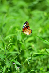 いつもと違う夏③