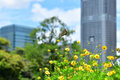 Oasis②