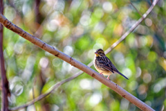 チッと言う舌打ち