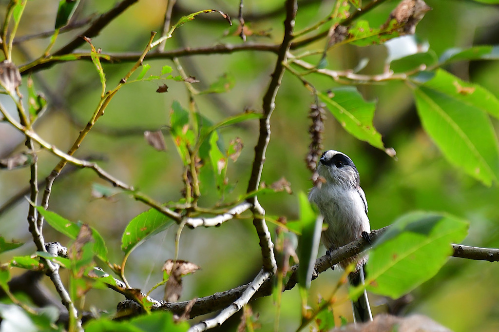 公園に少しづつ鳥たちが戻って来ました