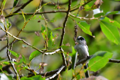 公園に少しづつ鳥たちが戻って来ました