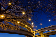 咲き始めていました①
