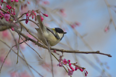 余り撮らなくなった鳥