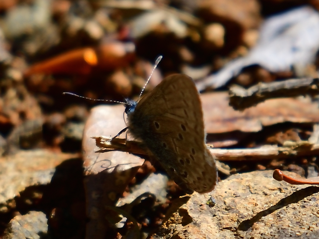 林道のシジミチョウ