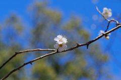 梅の花