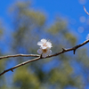 梅の花