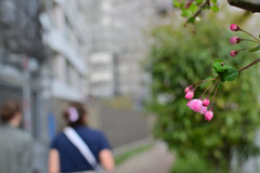 花43
