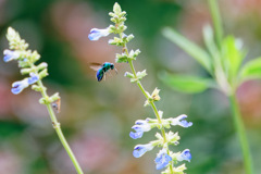 爽やかなスカイブルーの花