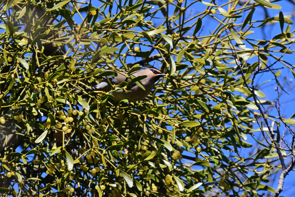 試し鳥①