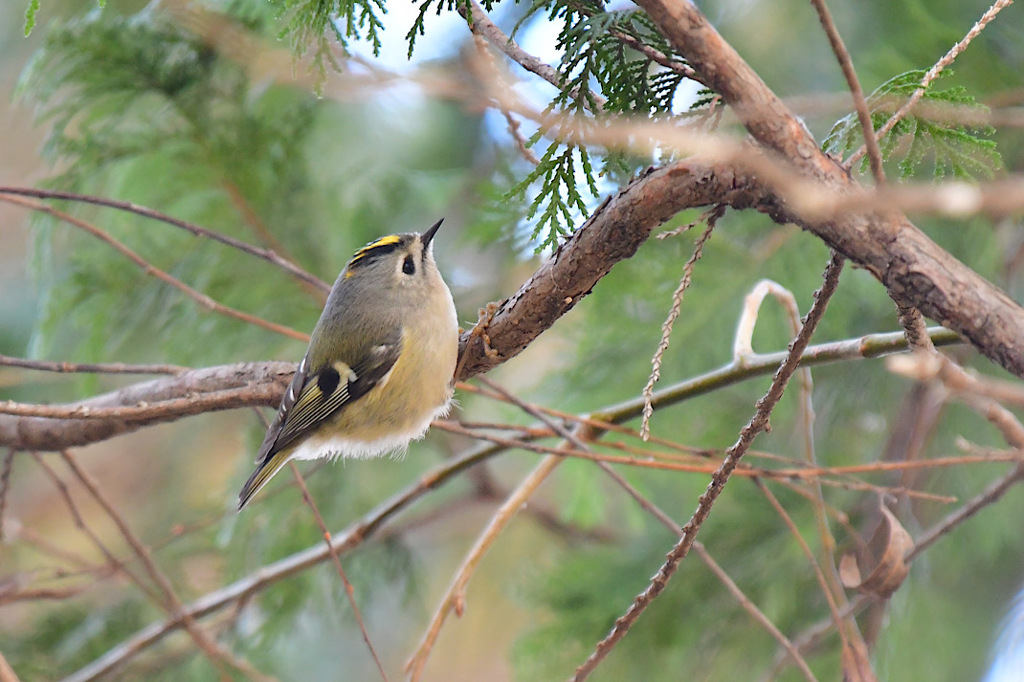 同じ鳥でも個性はそれぞれ④