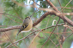 同じ鳥でも個性はそれぞれ④