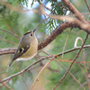 同じ鳥でも個性はそれぞれ④