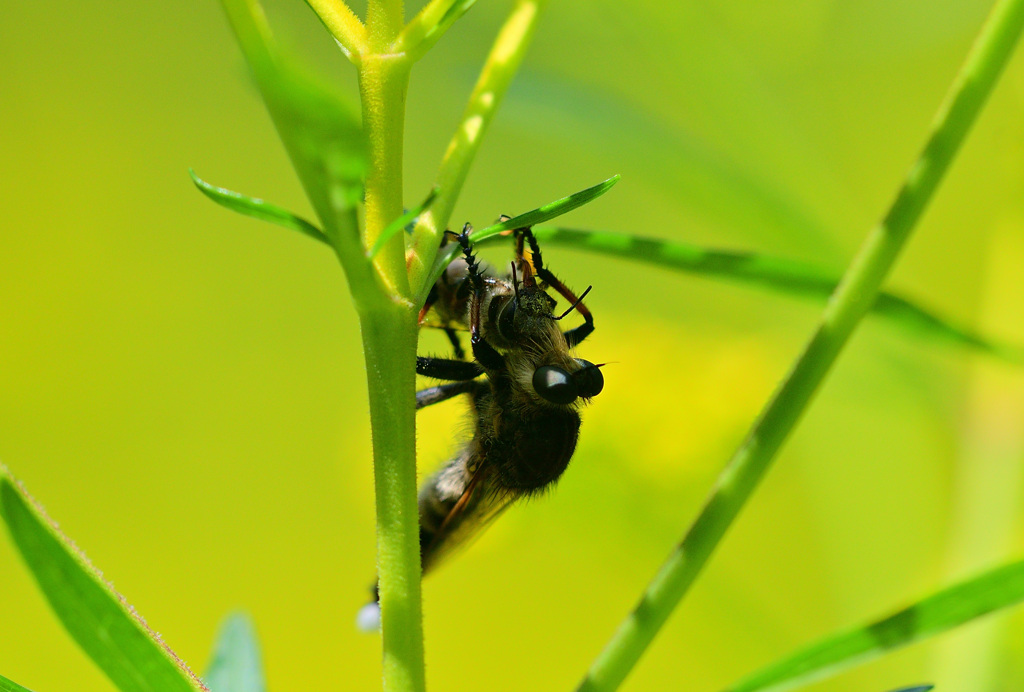 人気店オミナエシ食堂⑫