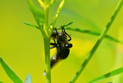 人気店オミナエシ食堂⑫