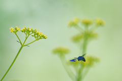 波瑠璃紋花蜂