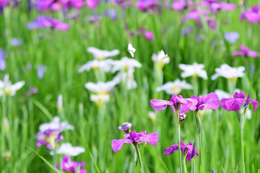 花菖蒲③