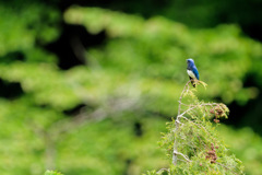 鳥のいる風景