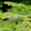 鳥のいる風景