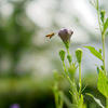 そこに蜜はあるんか？