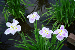 HDDは鳥だらけ⑩