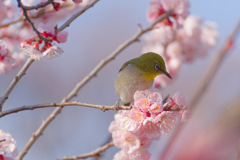 花35