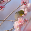 花35