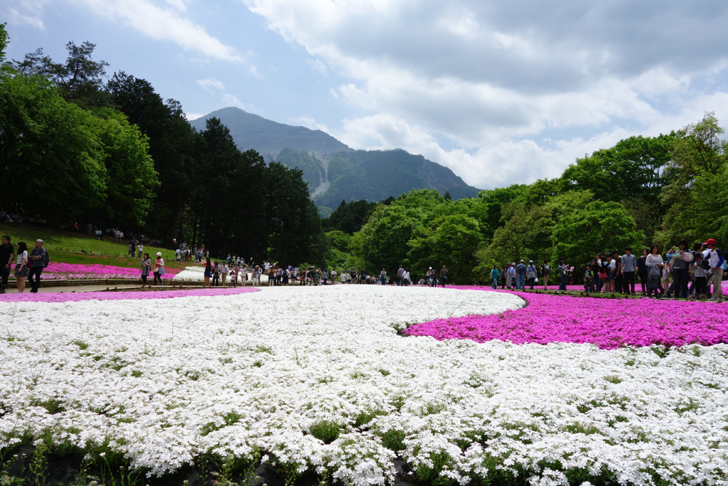 HDDは鳥だらけ②