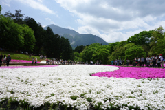 HDDは鳥だらけ②